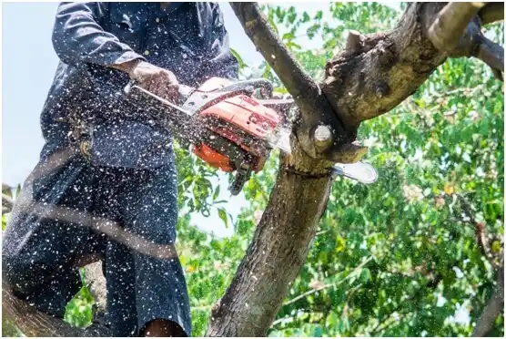 tree services Aspermont